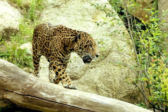 jaguar