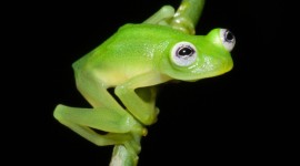 New Glass Frog Species Discovered in Costa Rica