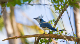 Good "Bird Karma" in the Nosara Forest