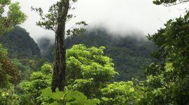 Majestic Monteverde