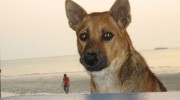 Dog on Thai Beach