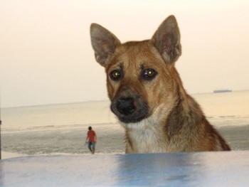 Dog on Thai Beach