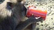 monkey drinking coke