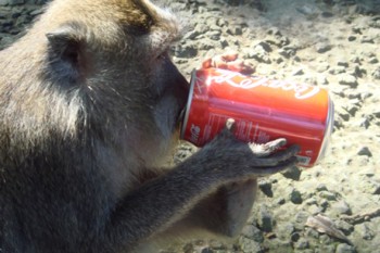 monkey drinking coke