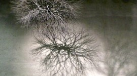 Ruth Asawa